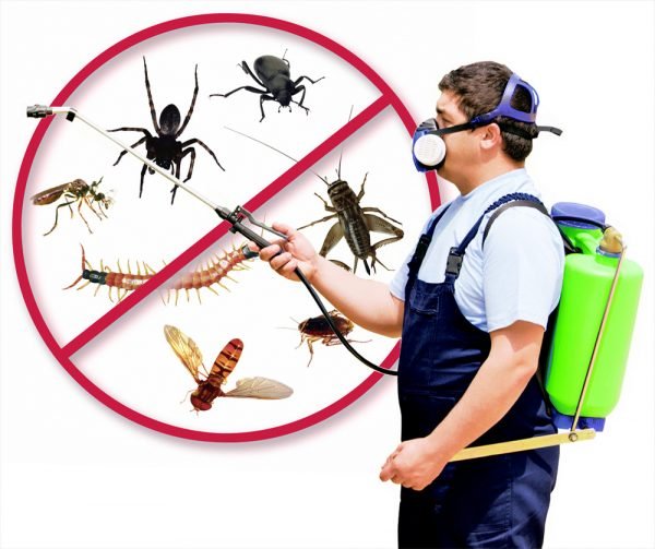 شركات مكافحة حشرات خميس مشيط